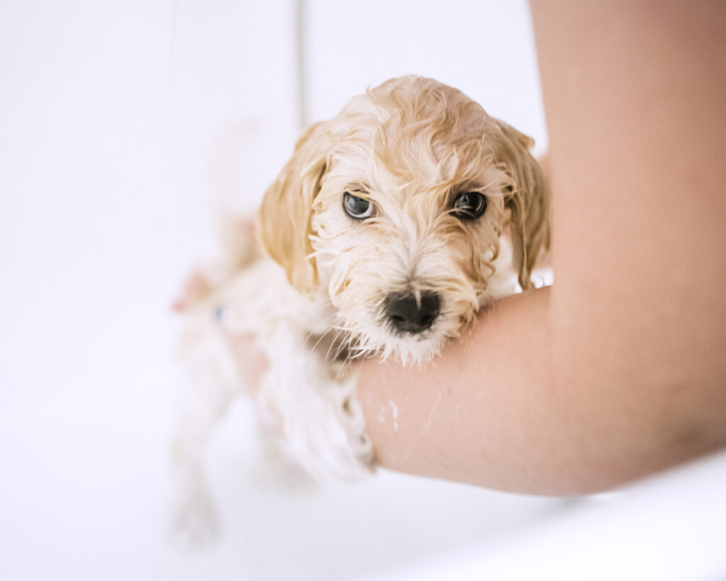 Boots and barkley dog shampoo hotsell