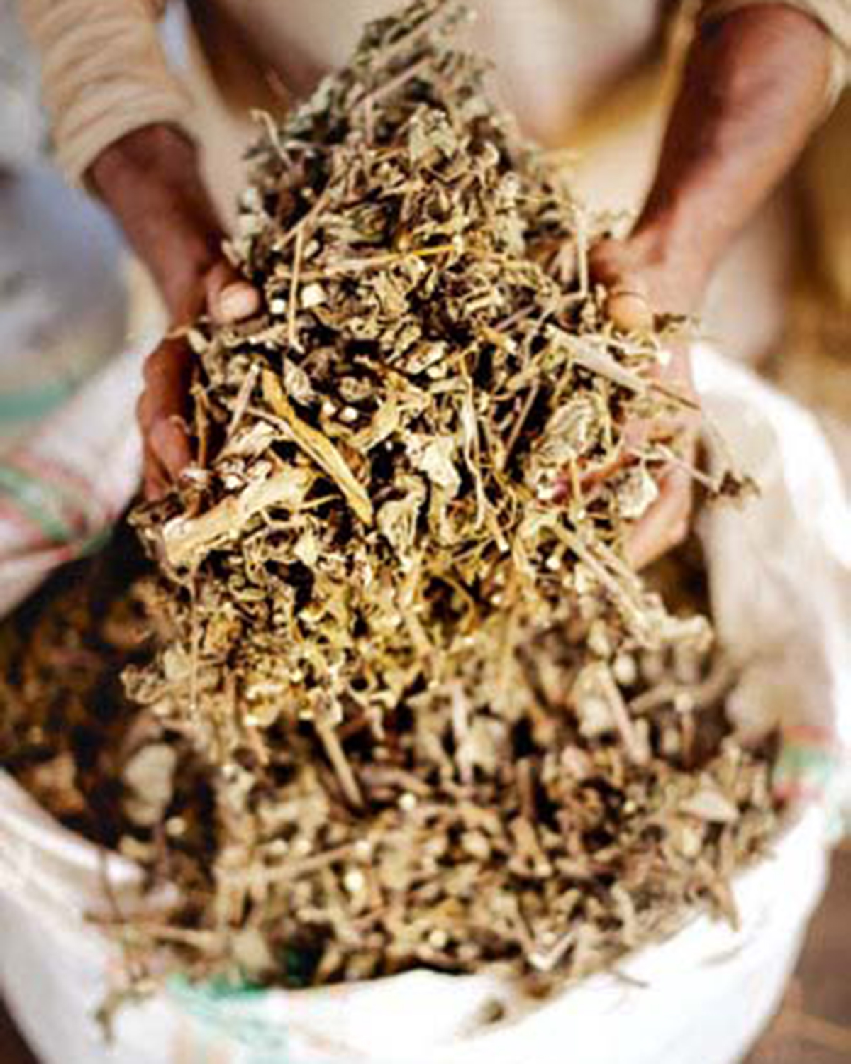 Indonesian Patchouli The Silent Fragrance Star always inspiring more...