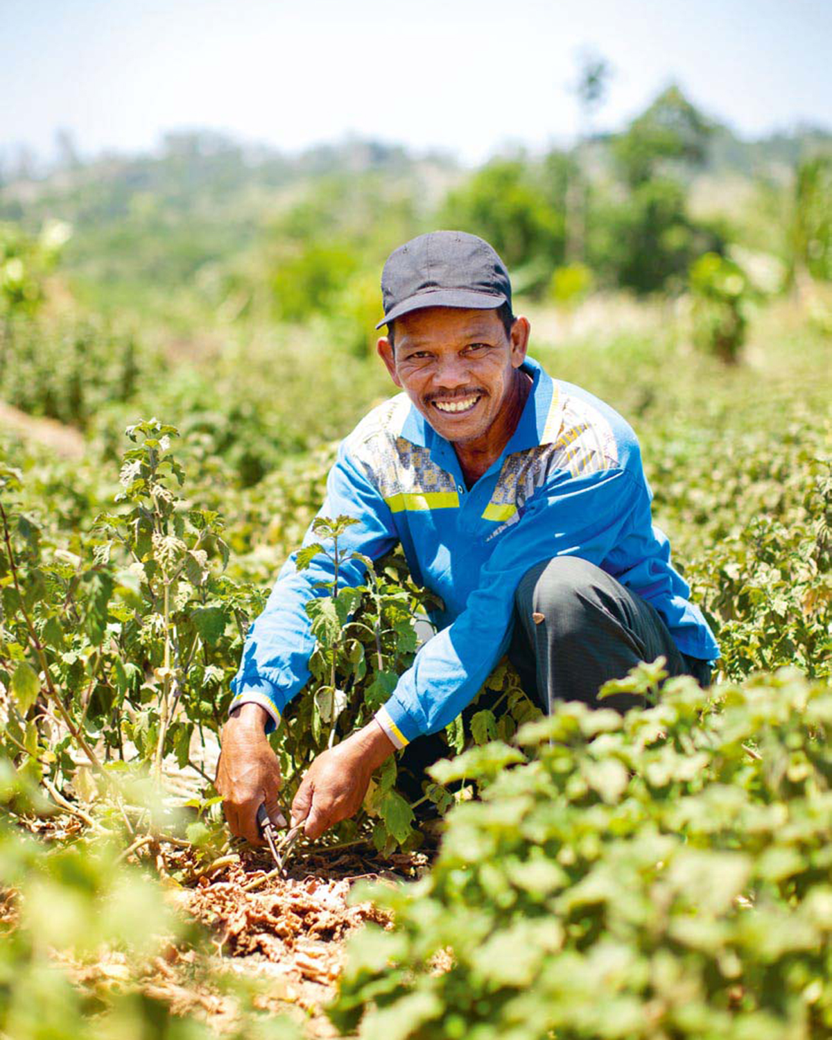 Indonesian Patchouli The Silent Fragrance Star always inspiring more...